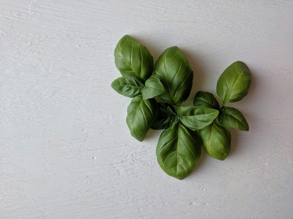 Top view of fresh basil leaves on a light textured background, ideal for culinary themes.